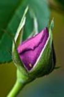 D6UTY - Purple rose