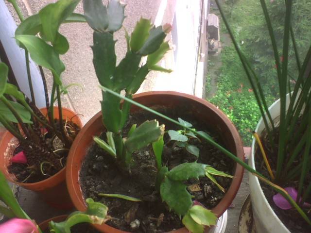 IMG_0865; schlumbergera portocalie
