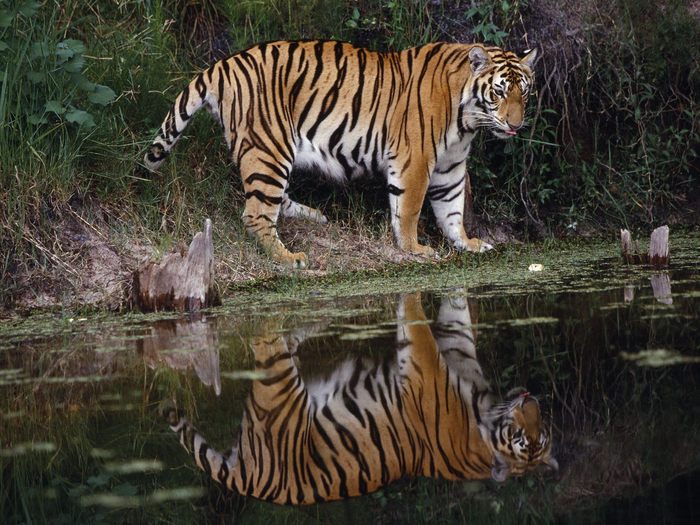 Tiger_04 - Desktop Tigers