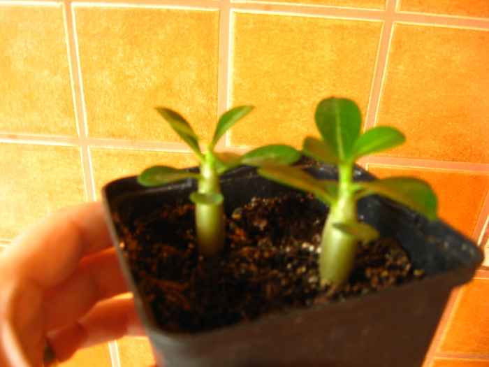 07.11.2009 - adenium