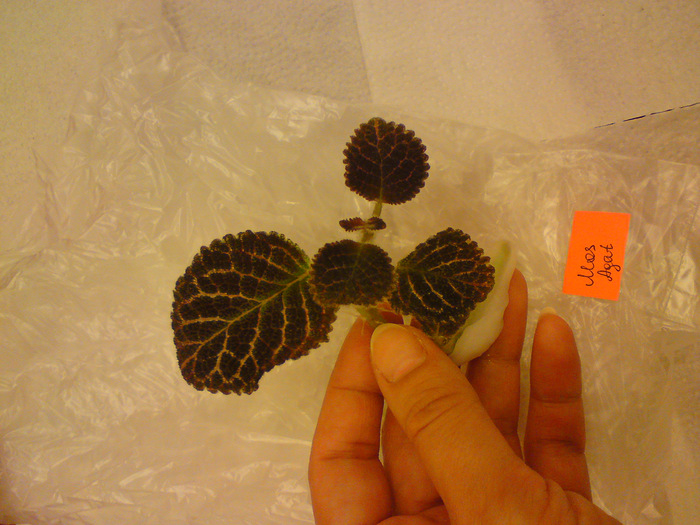 Episcia Lituania - Mos Agat; Episcia Lituania - Mos Agat
