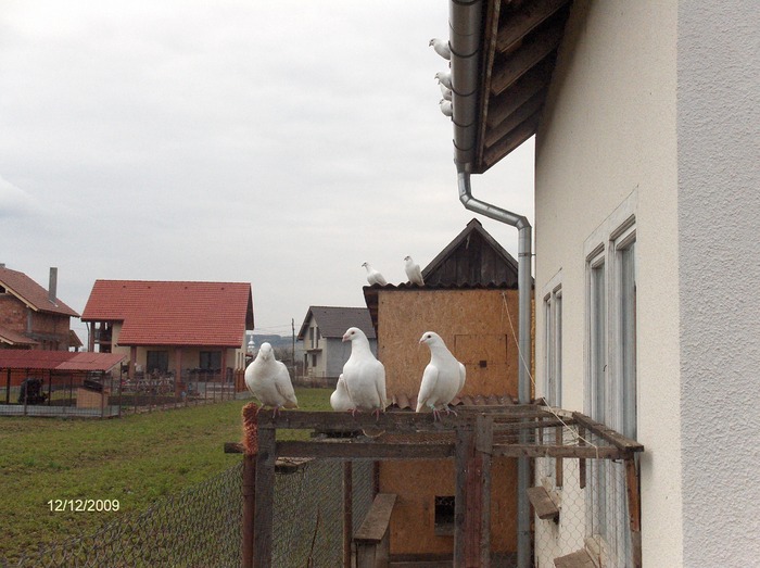 HPIM3904 - porumbeii