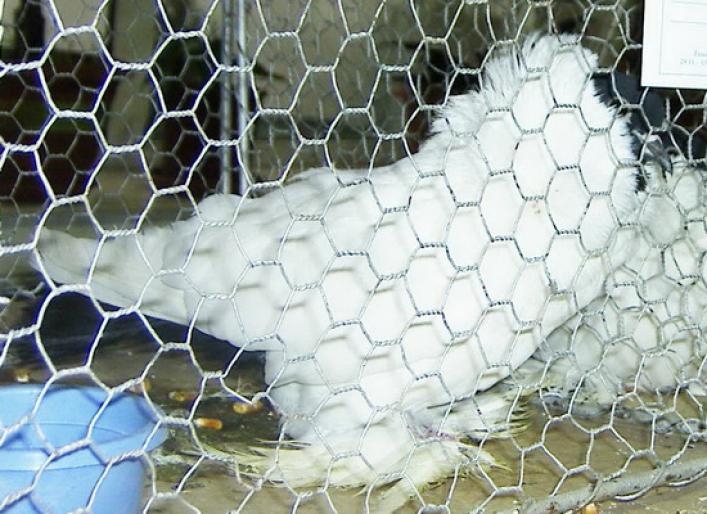 cap negru smalcaden - 1501 Expo Timisoara 2006