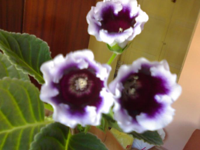 Gloxinia ' K. Wilhelm" 2 - Gloxinia 2008