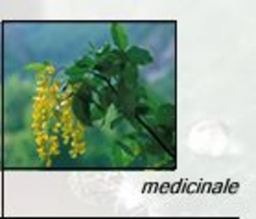 plante medicinale - Natura