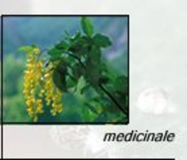 plante medicinale