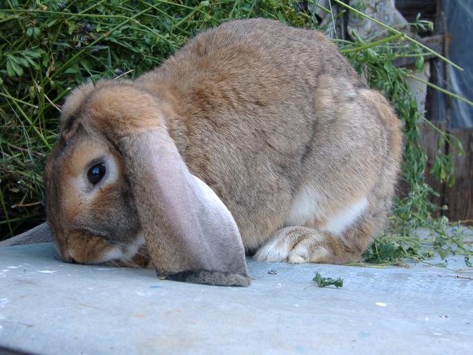 Mascul Berbec Francez - My rabbits