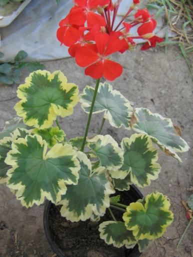 flori 037 - muscate si petunii 2008