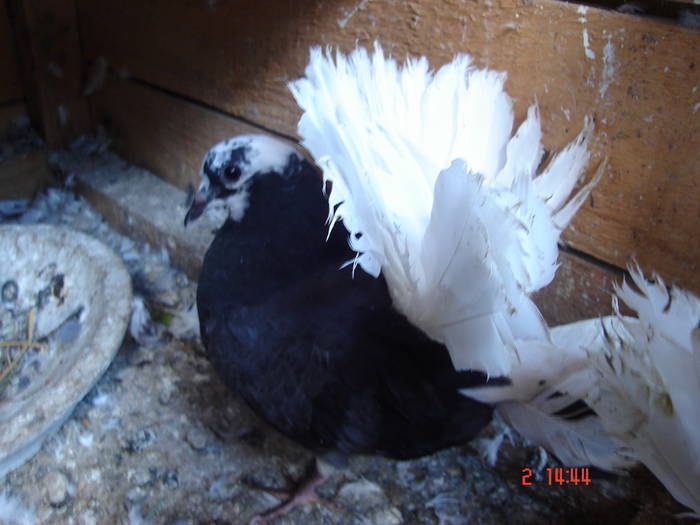 172 - D Porumbei Voltati Vechi