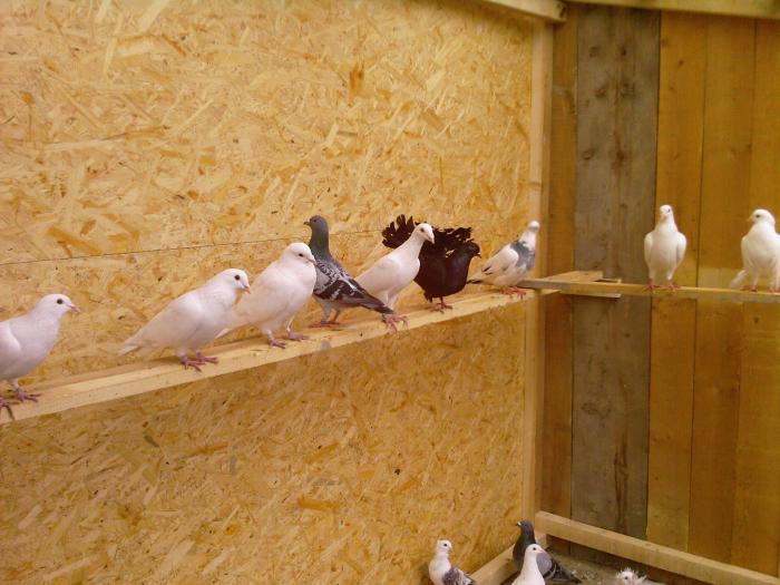 22 inainte de a le face boxe