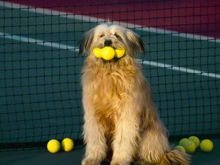 Dogs Wallpaper_ Poze cu Catei 4