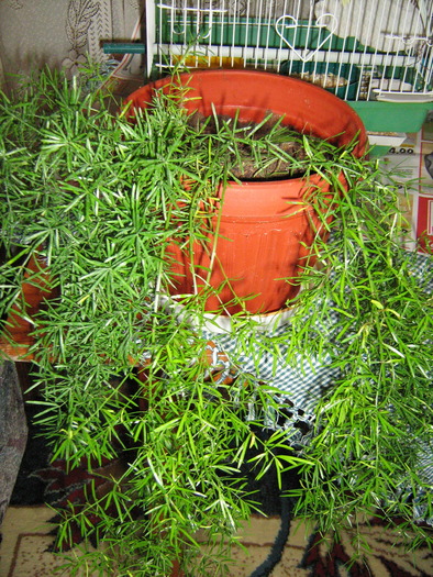 albinute 2009 080; Asparagus, cadou drag
