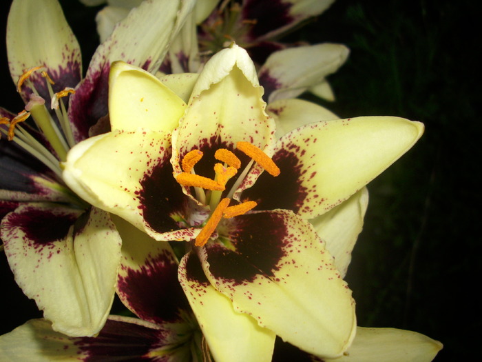 DSCI0984 - flori din gradina mea