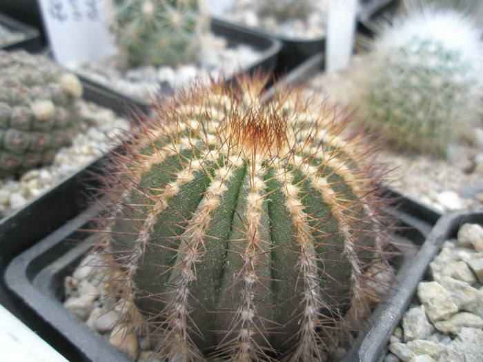 P6010132 - plantele lui George Nitu