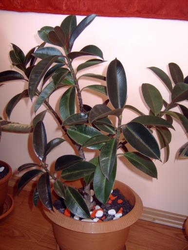 Ficus 1 - Plantele mele de interior
