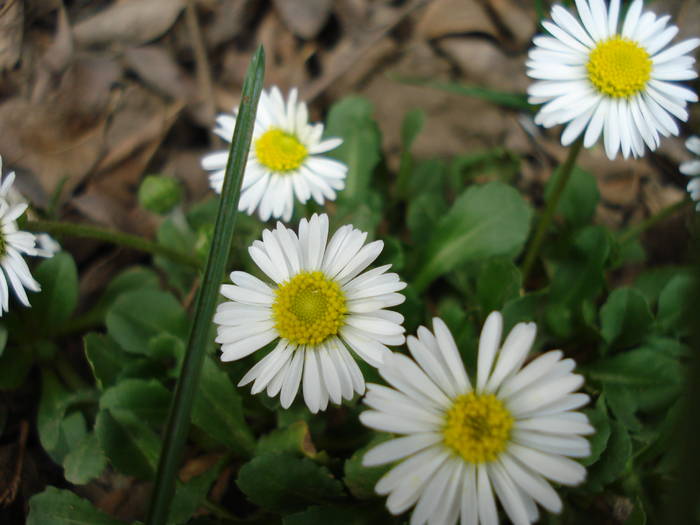 Lawn Daisy (2009, April 06) - BELLIS Perennis