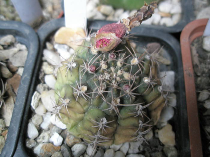 Gymnocalycium - fruct si boboci