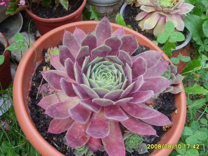 echeveria