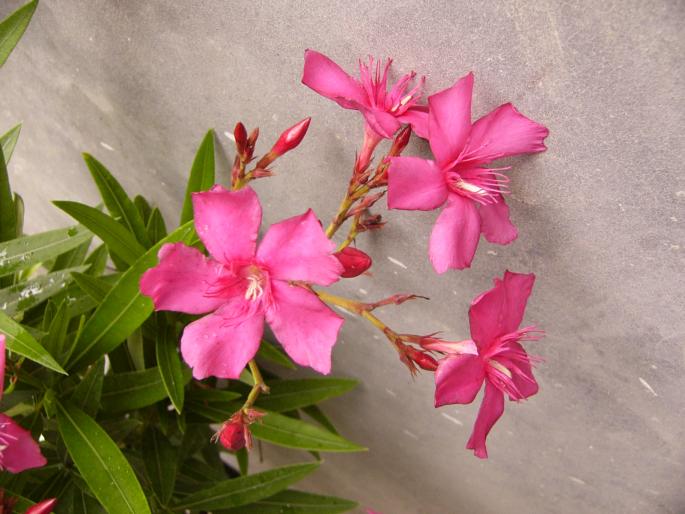 nerium oleander