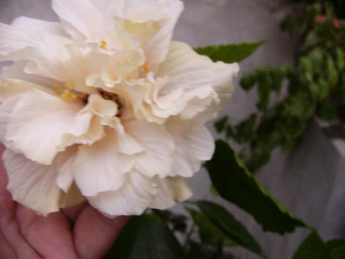 hibiscus - Hibiscus