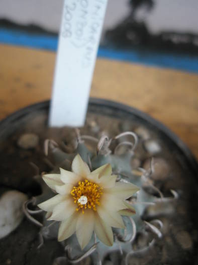 Turbinicarpus hb ( alonzoi ) - 18.06