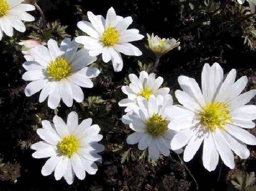 anemone blanda white splendor - diverse