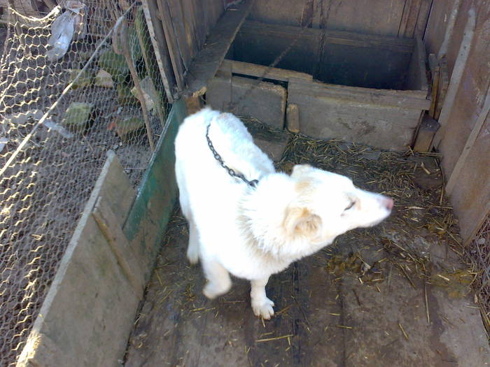 ciobaneasca de 6 luni