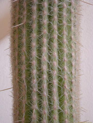 espostoa_superba_2 - Cactusi care m-au impresionat prin frumusete