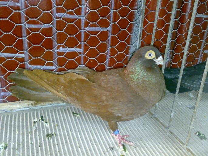 galati 3 - 1504 Expo Sibiu 2008