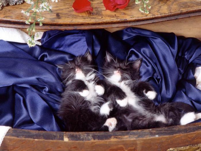 Dreaming in the Drawer, Domestic Medium Hair Kittens - pisicutze
