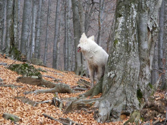 DSCF1732 - Sasa Samoyede