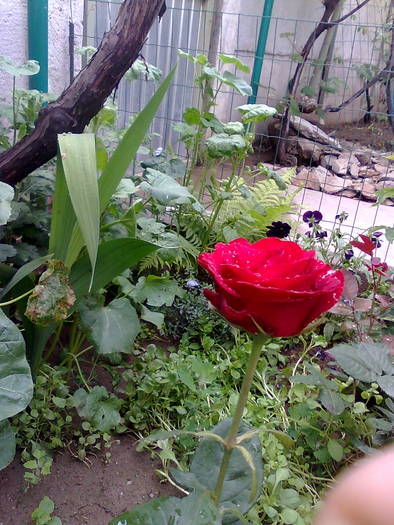 Imagine0289 - trandafiri