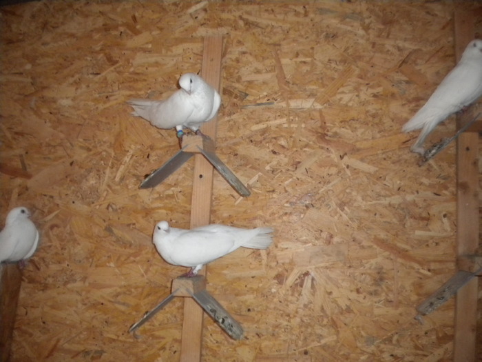 Picture 035