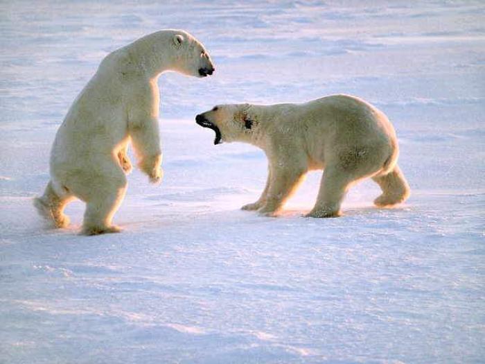 POLAR21 - Ursi polari