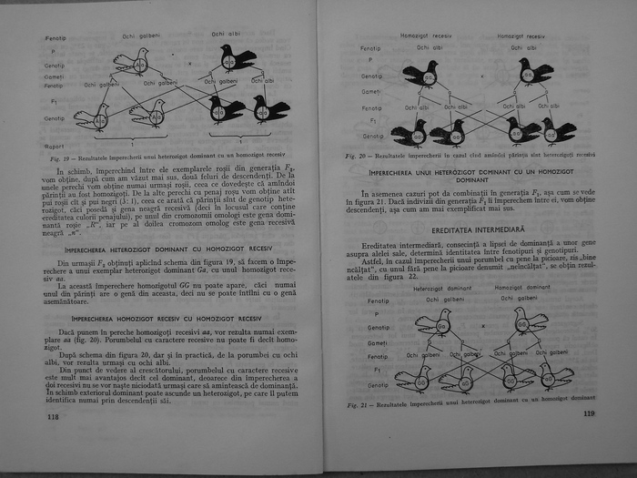 rasele de porumbei din romania -bonatiu 059 - Carti despre Porumbei - - Books about Pigeons