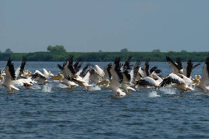 pelicani-din-delta-2 - Delta Dunarii