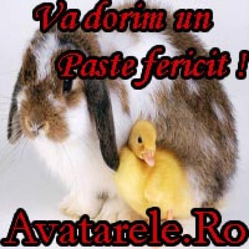 54 - avatare animale