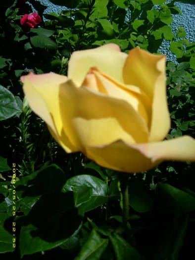 Picture 178 - gradina in 2009