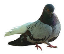 vargat romanesc - X-TODAS LAS RASAS DE PALOMAS EN EL MUNDO
