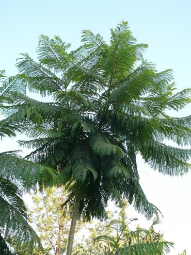 Jacaranda Tree - Flori