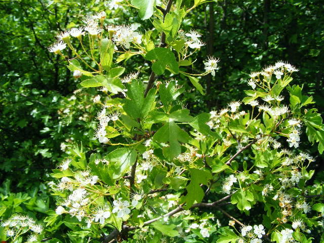 DSCF0533