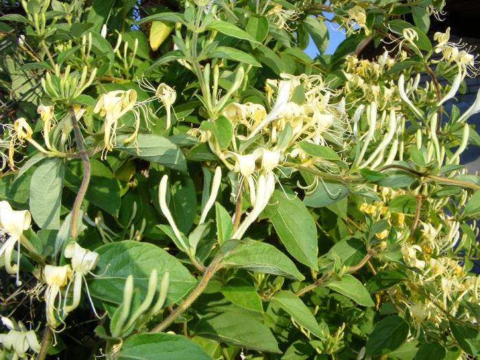 Lonicera alb+galben