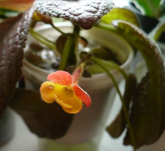 P1130658 - Episcia 2009 - 2010 - 2012 - 2014