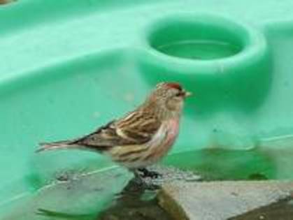 WPHURIHUWNULDBTVNAJ - PASARELE O VECHE PASIUNE