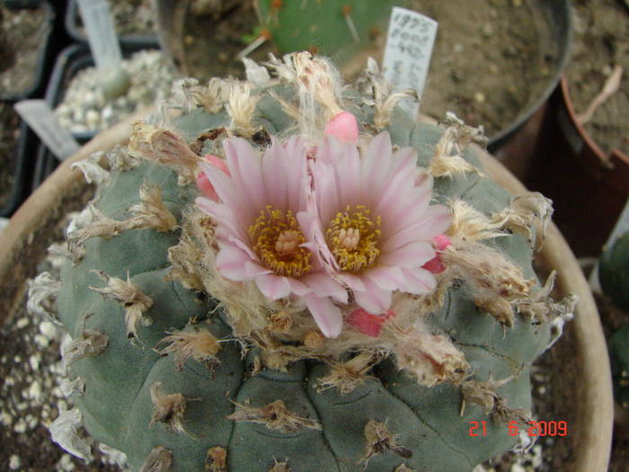 DSC06225