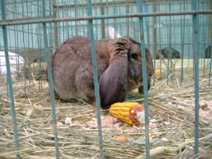 DISZNOVAGAS KEPEK 129