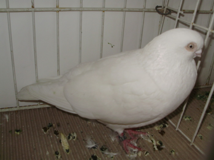 ardeal n 14 - 1509 rom juc 1