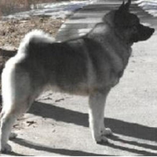 CAINE CENUSIU NORVEGIAN