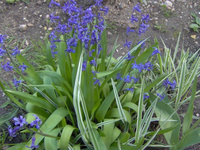 zambile - flori din gradina primavara 2008