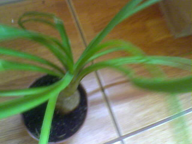 Picture 032 - ultimile achizitii 2009